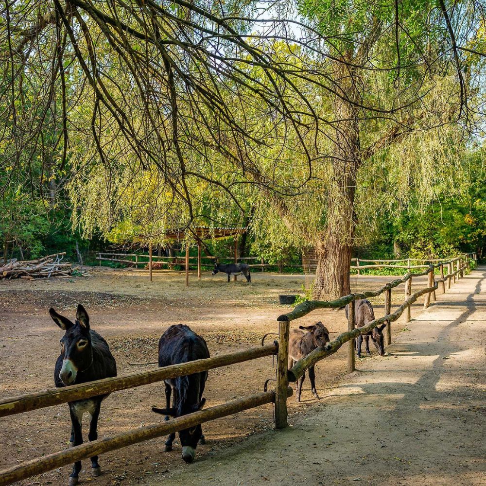 steppentierpark pamhagen