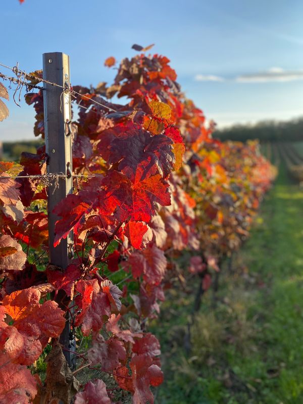 weinbau leithaberg donnerskirchen